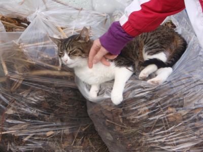 A teljes méretű képhez kattints ide