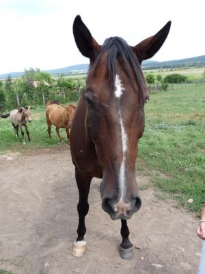 A teljes méretű képhez kattints ide